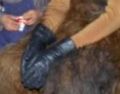 A behind the scenes photo of Chewie's hands from the original trilogy.