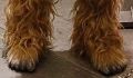 A photo of Chewie's feet from Princes William and Henry visiting the set of The Last Jedi.