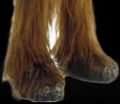 Behind the scenes photo of Chewie's feet from The Empire Strikes Back.