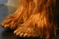 Photo of some Chewbacca feet from the Where Science Meets Imagination exhibit.