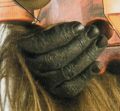 A photo of Chewie's hands from Visual Dictionary.