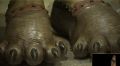 A screenshot of Wookiee feet from Revenge of the Sith blu-ray featurette.